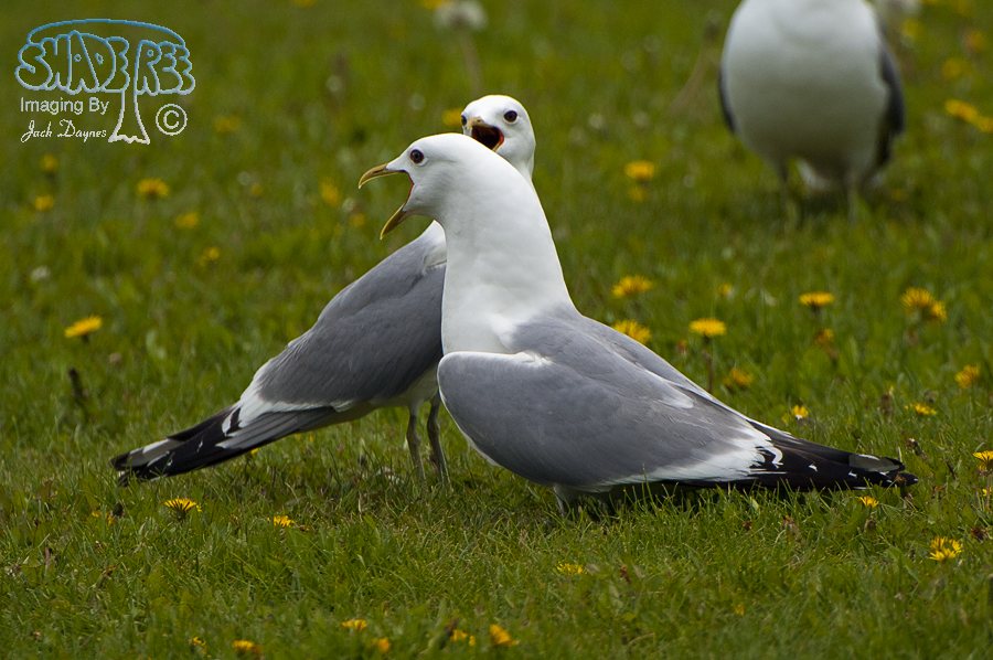 Short-Billed Gull - Larus brachyrhynchus