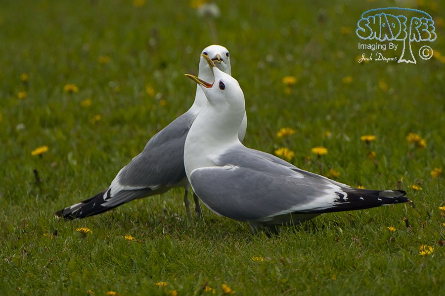 Short-Billed Gull - Larus brachyrhynchus