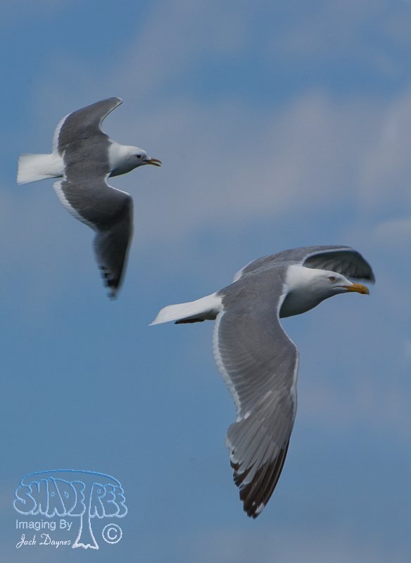 Herring Gull - Larus argentatus