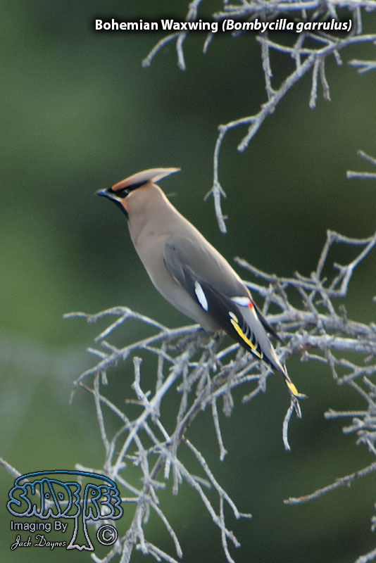 Bohemian Waxwing - Bombycilla garrulus
