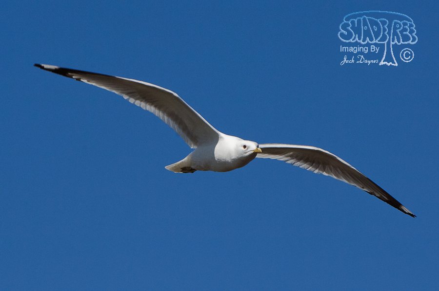 Short-Billed Gull - Larus brachyrhynchus
