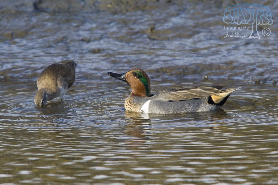 Green-Winged Teal - Anas carolinensis