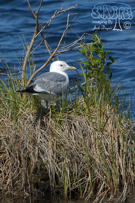 Short-Billed Gull - Larus brachyrhynchus