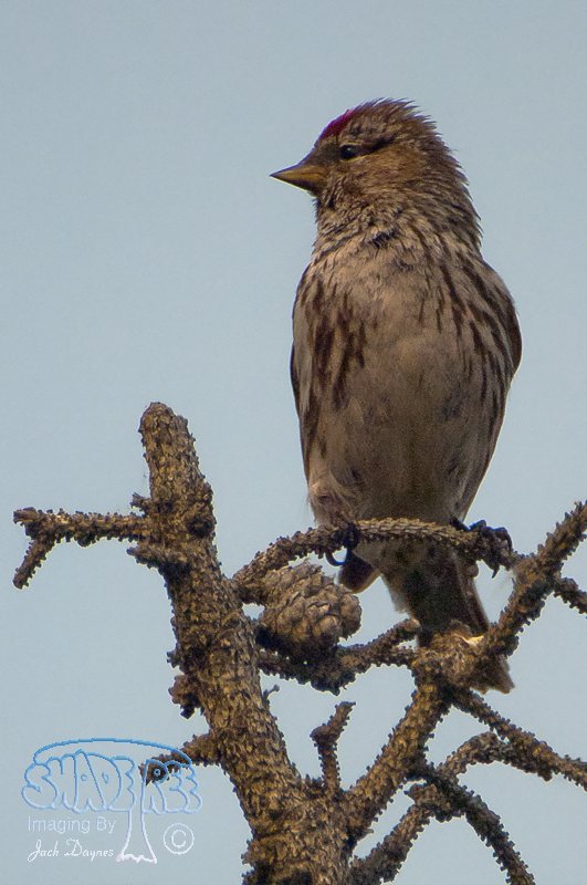 Common Redpoll - Acanthis flammea