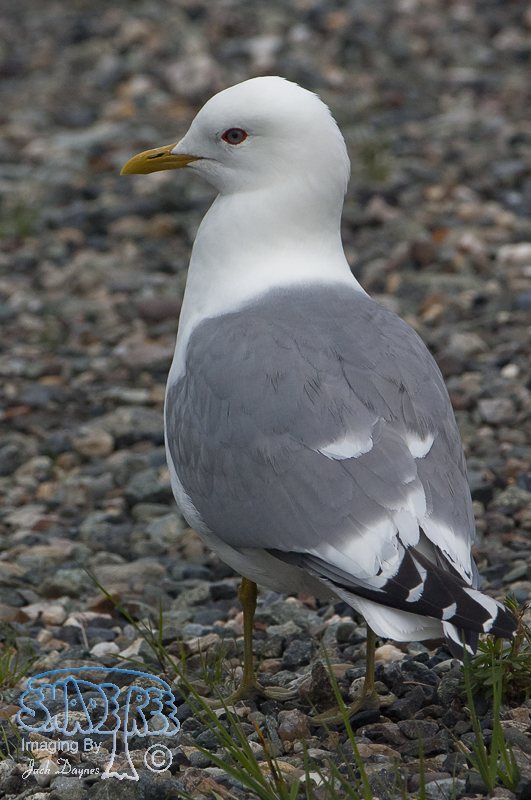 Short-Billed Gull - Larus brachyrhynchus