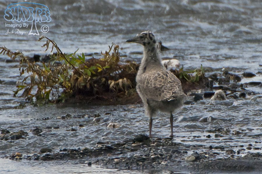 Short-Billed Gull - Larus brachyrhynchus
