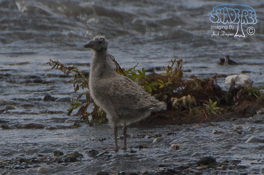 Short-Billed Gull - Larus brachyrhynchus