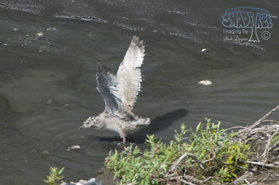 Short-Billed Gull - Larus brachyrhynchus
