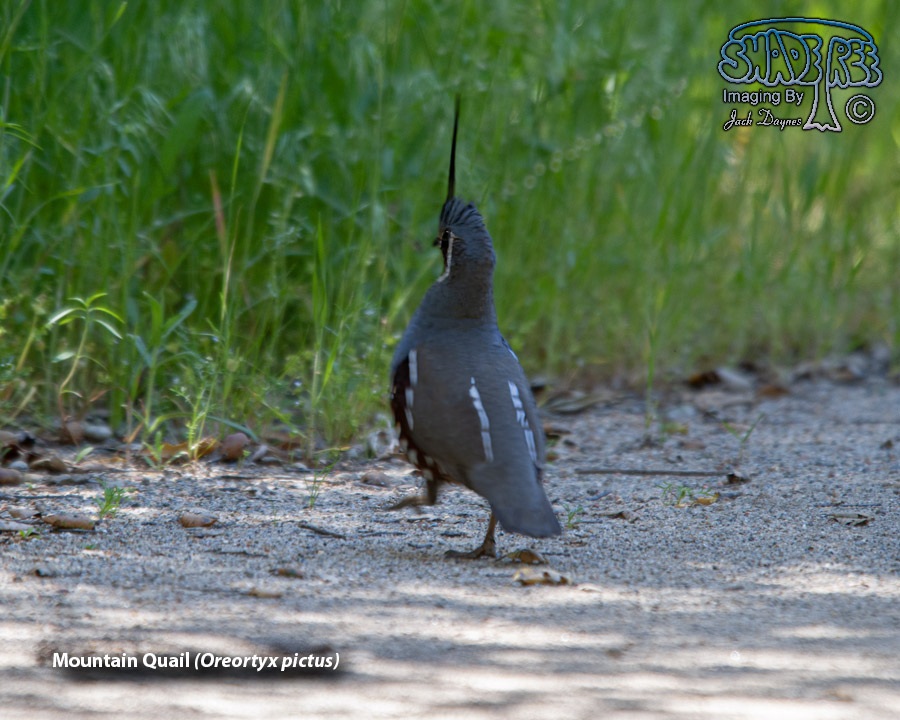 Mountain Quail - Oreortyx pictus