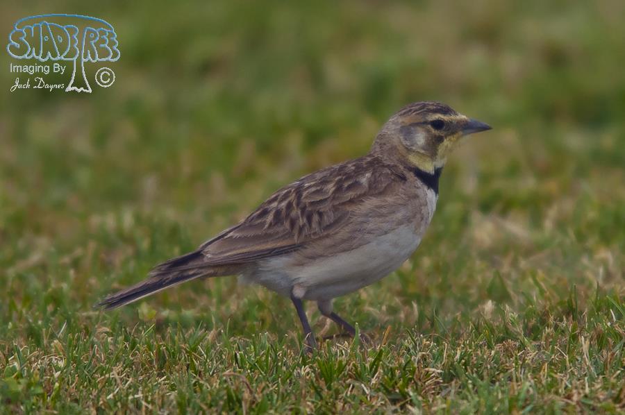 Horned Lark - Eremophila alpestris