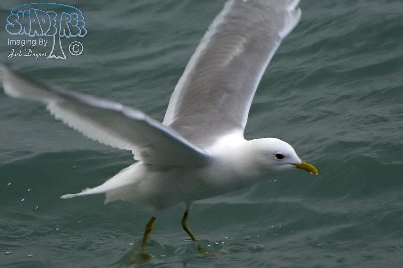 Short-Billed Gull - Larus brachyrhynchus