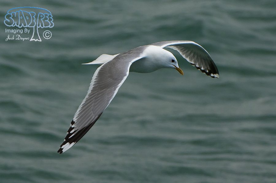 Short-Billed Gull - Larus brachyrhynchus
