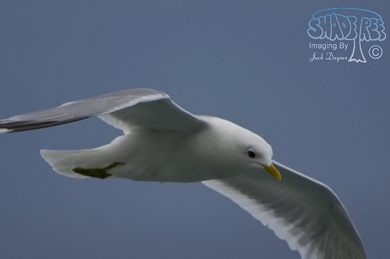 Short-Billed Gull - Larus brachyrhynchus