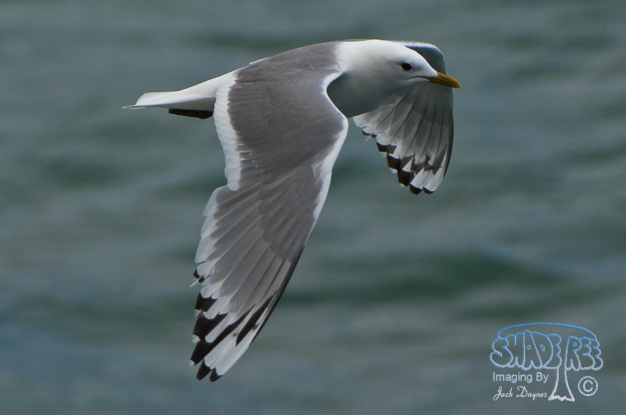 Short-Billed Gull - Larus brachyrhynchus