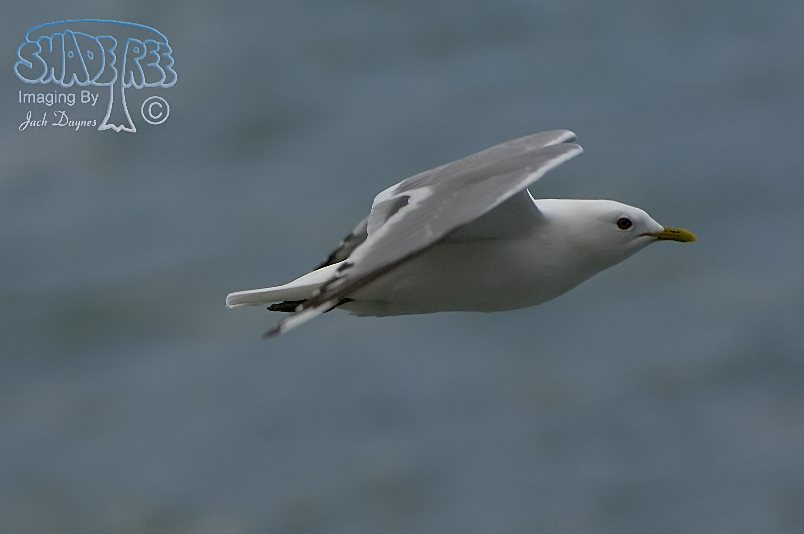 Short-Billed Gull - Larus brachyrhynchus