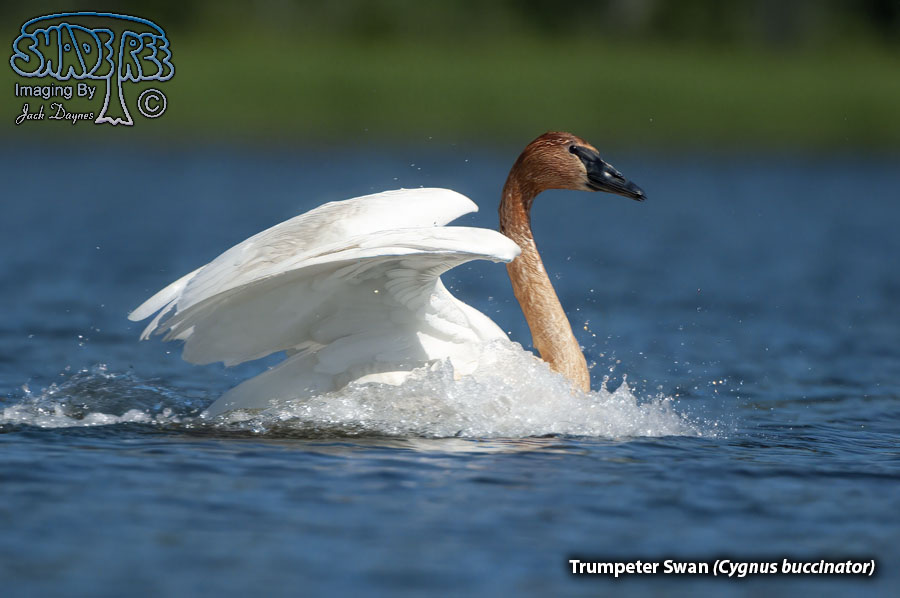 Trumpeter Swan - Cygnus buccinator