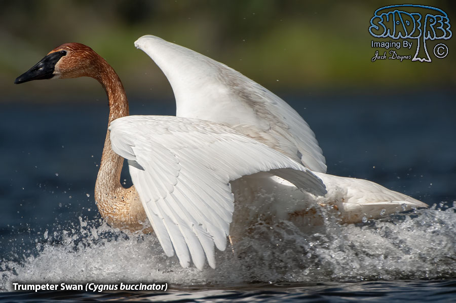 Trumpeter Swan - Cygnus buccinator