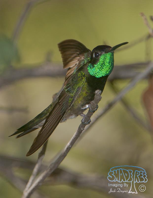 Rivoli's Hummingbird - Eugenes fulgens