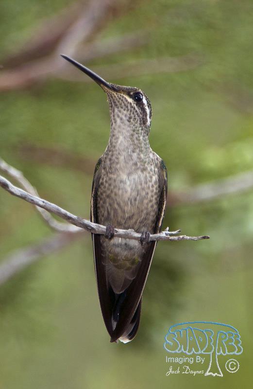 Rivoli's Hummingbird - Eugenes fulgens