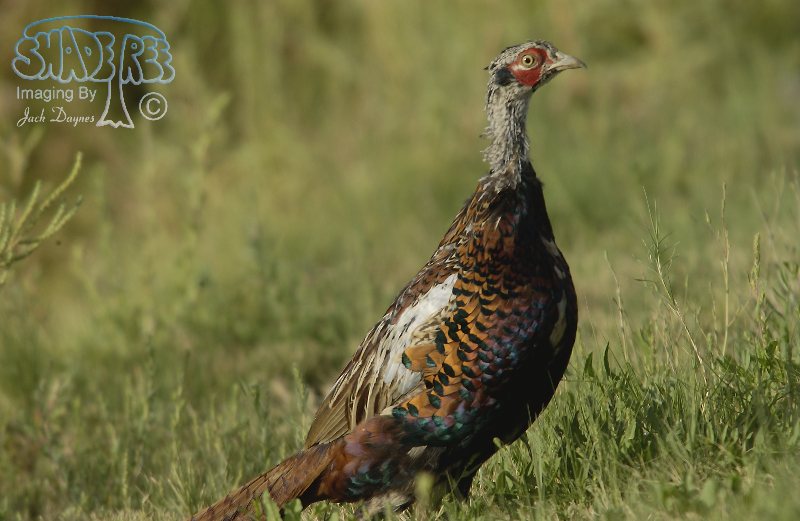 Phasianus colchicus - Phasianus colchicus