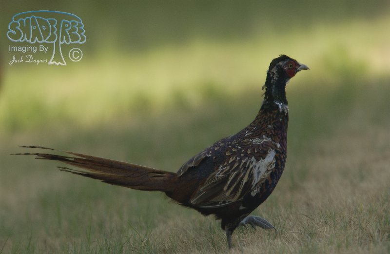 Phasianus colchicus - Phasianus colchicus