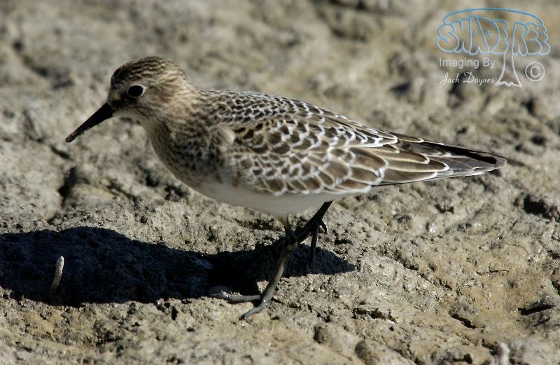 Baird's Sandpiper - Calidris bairdii