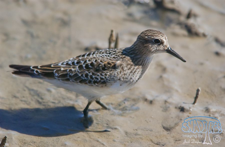 Baird's Sandpiper - Calidris bairdii