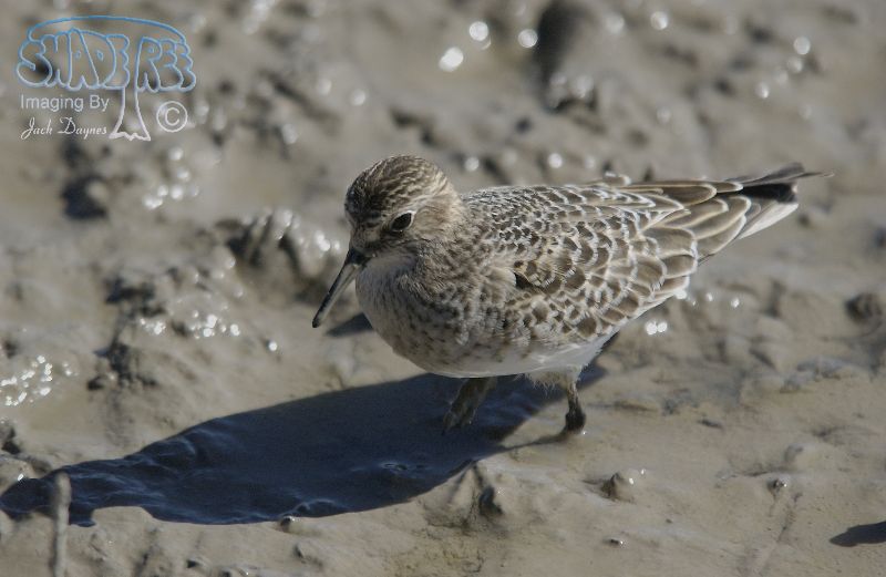 Baird's Sandpiper - Calidris bairdii