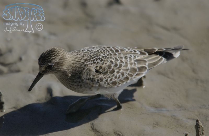 Baird's Sandpiper - Calidris bairdii