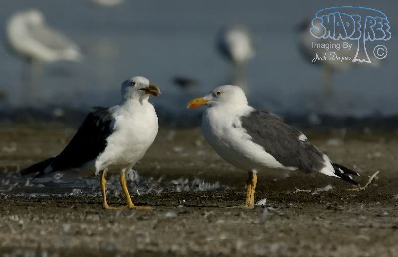 Yellow-Footed Gull - Larus livens