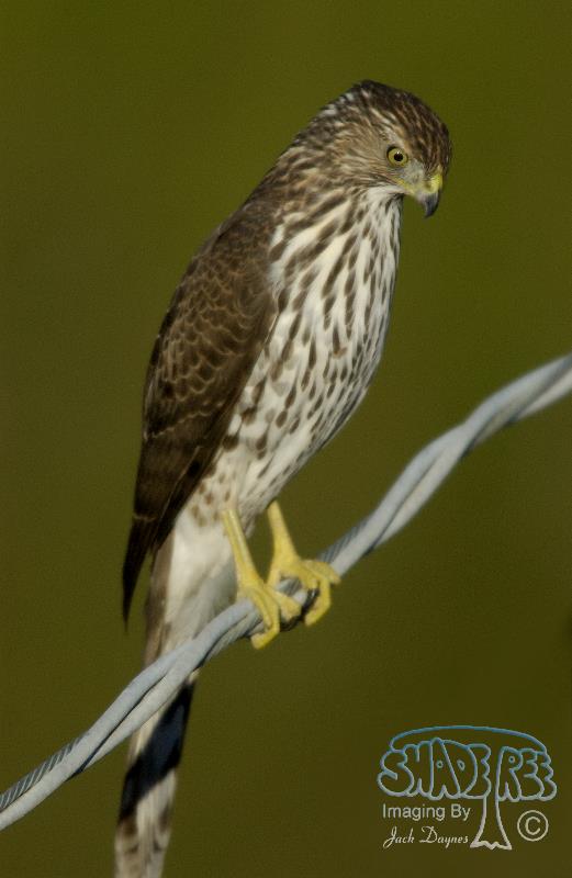 Cooper's Hawk - Accipiter cooperii