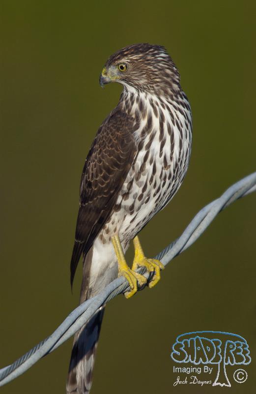 Cooper's Hawk - Accipiter cooperii