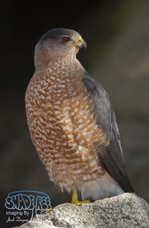 Cooper's Hawk - Accipiter cooperii