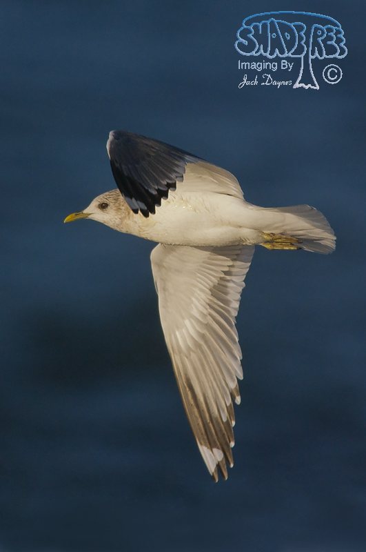 Short-Billed Gull - Larus brachyrhynchus
