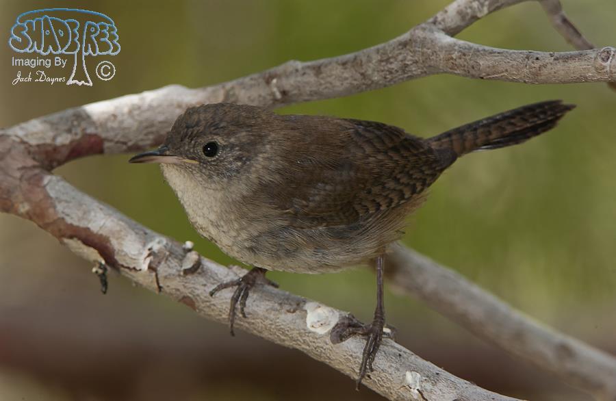 House Wren - Troglodytes aedon