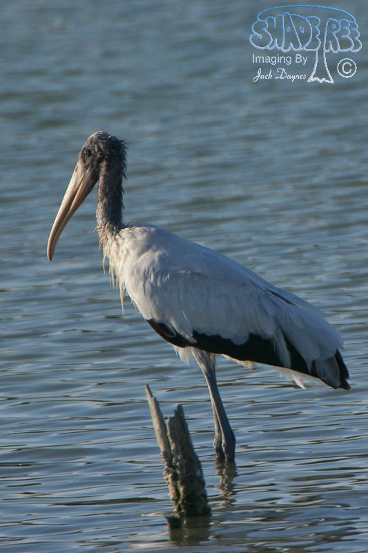 Wood Stork - Mycteria americana