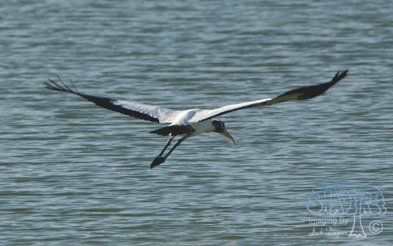 Wood Stork - Mycteria americana