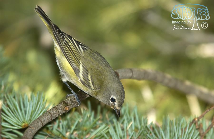 Cassin's Vireo - Vireo cassinii