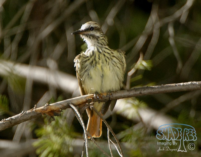 Sulphur-Bellied Flycatcher - Myiodynastes luteiventris