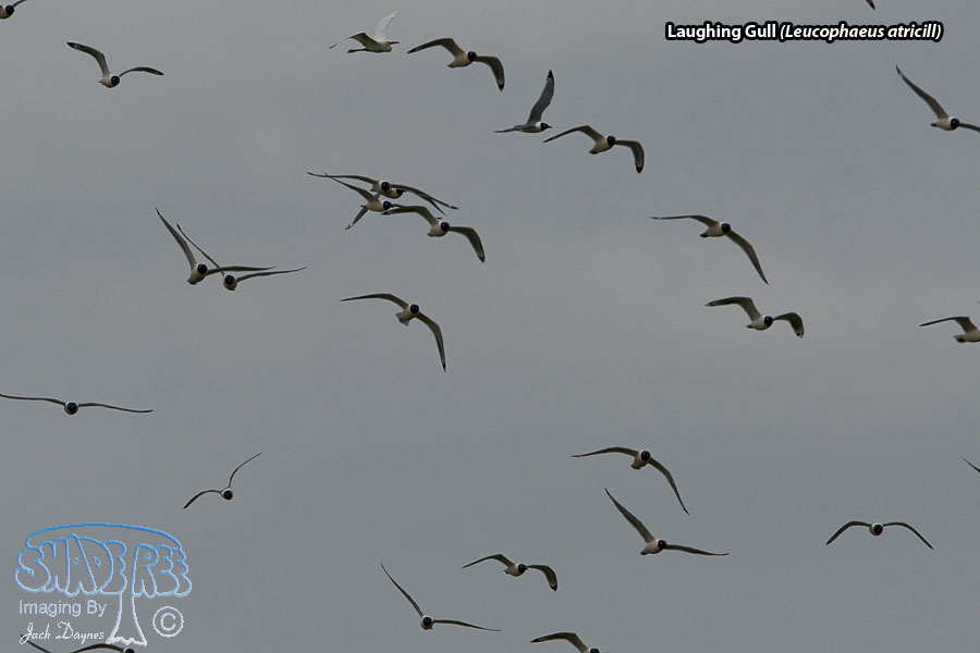 Laughing Gull - Leucophaeus atricill