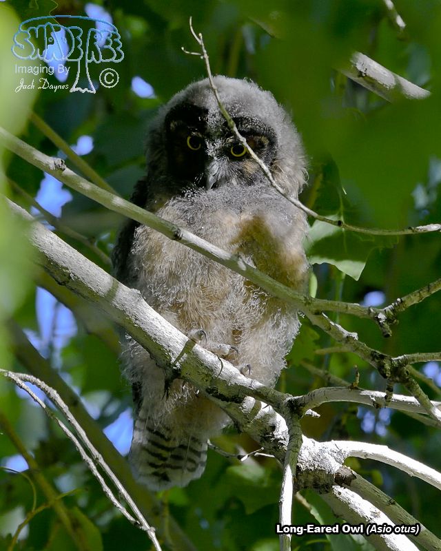 Long-Eared Owl - Asio otus