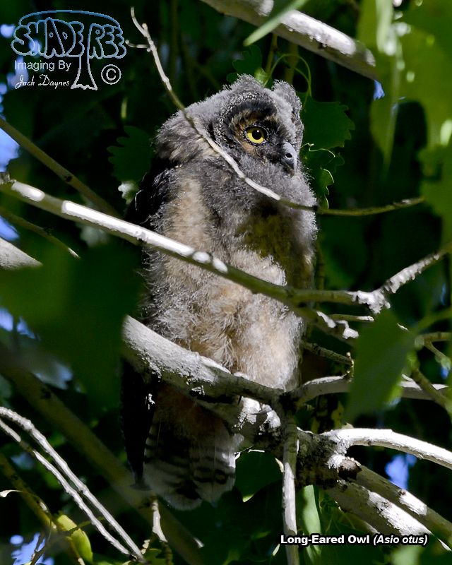 Long-Eared Owl - Asio otus