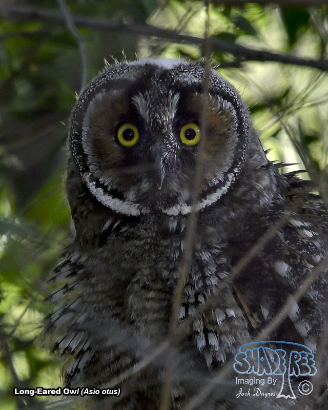 Long-Eared Owl - Asio otus