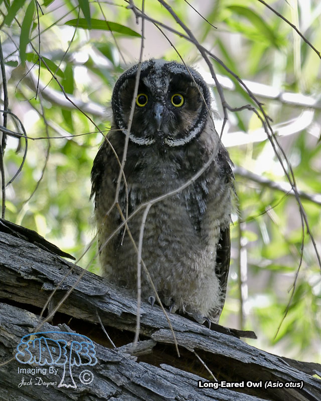 Long-Eared Owl - Asio otus