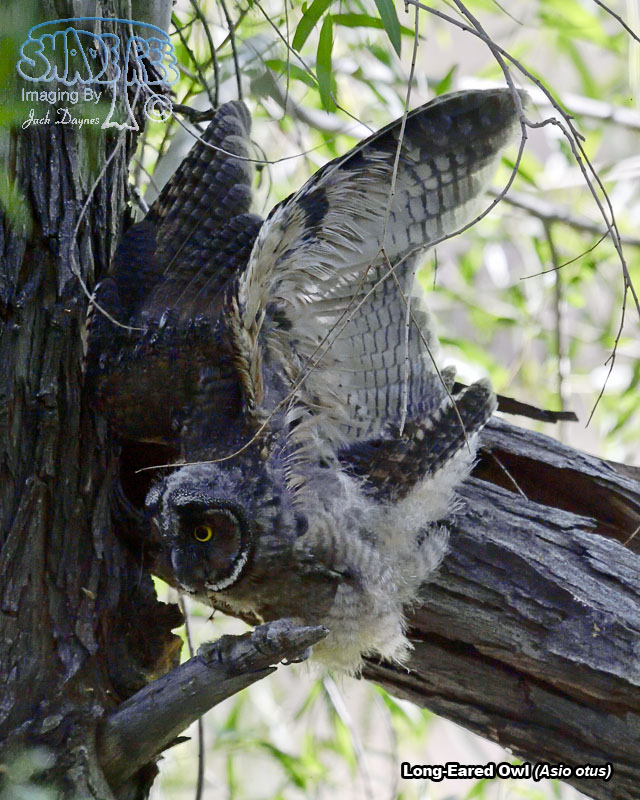 Long-Eared Owl - Asio otus