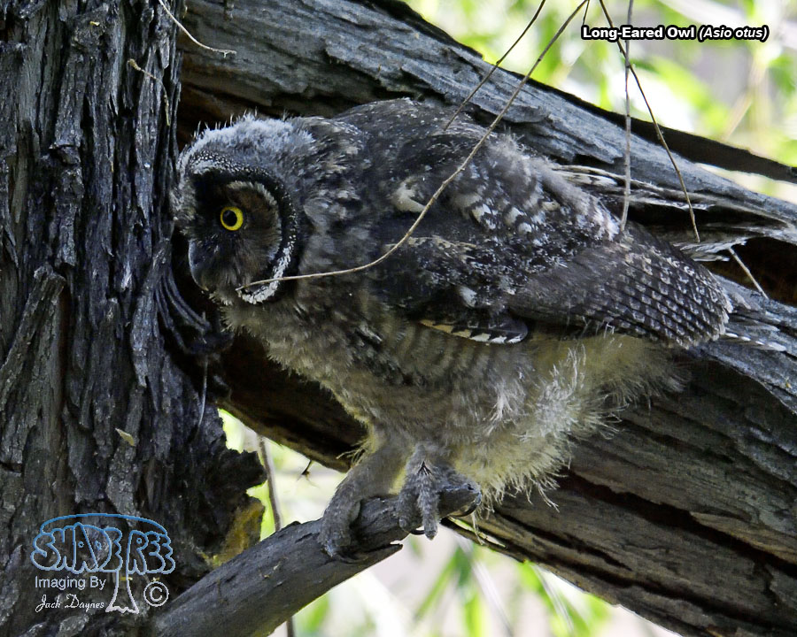 Long-Eared Owl - Asio otus
