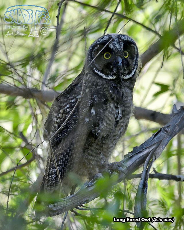 Long-Eared Owl - Asio otus