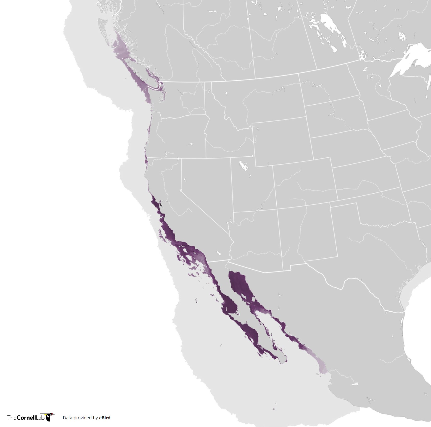 Range Map for Brandt’s Cormorant