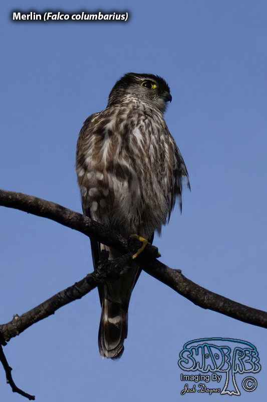 Merlin - Falco columbarius