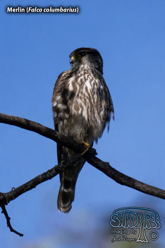 Merlin - Falco columbarius